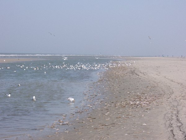 IMGP0197.JPG